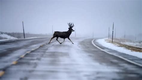 What Wildlife is in Zion National Park? 10 Coolest Animals