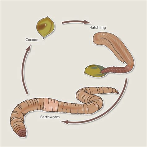 After earthworms mate, their fertilised eggs are held in a protective ...