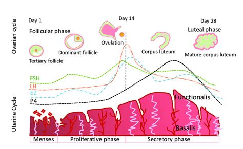 Illustrative diagram of human endometrium and menstrual cycle ...