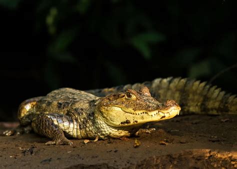 24 Spectacled Caiman Facts: Guide to Caiman crocodilus | Storyteller Travel