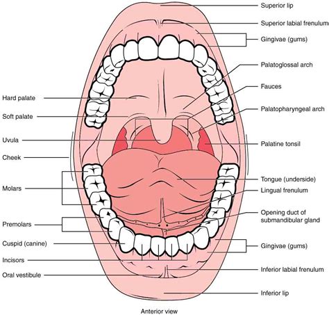 Oral Cavity Anatomy Without Label