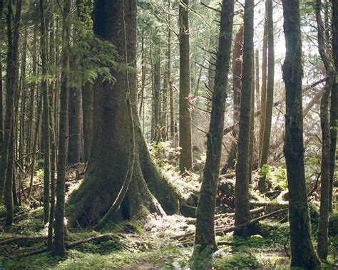 What is an 'old-growth' forest? » Yale Climate Connections