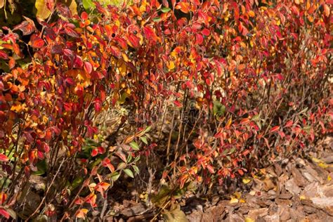 Vegetable Hedge of Cotoneaster Bushes in the Garden Stock Photo - Image ...