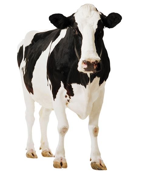 Baby Cow PNG HD Transparent Baby Cow HD.PNG Images. | PlusPNG