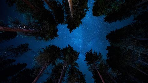 10 Most Popular Night Forest Wallpaper FULL HD 1920×1080 For PC Desktop ...