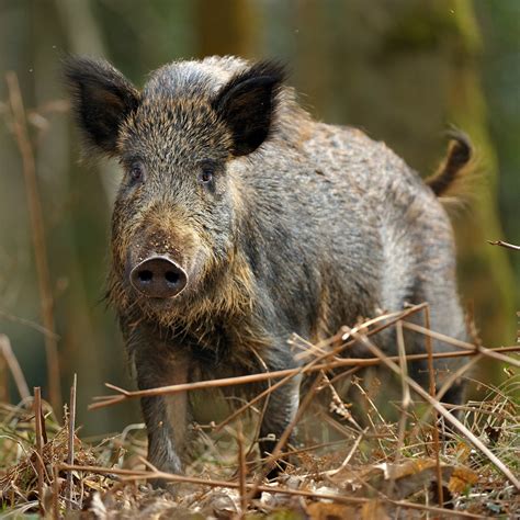 Black Pigs With Horns