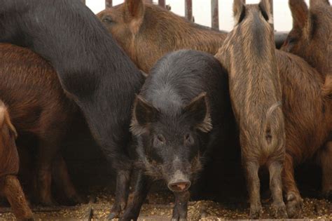 Killing Texas feral hogs with poison is effective, but time-consuming ...