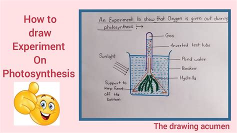 How to draw Experiment on Photosynthesis step by step for beginners in ...