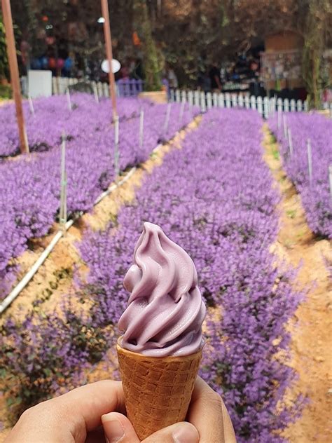 Lavender Garden (Taman Lavender) - VisitPahang.my