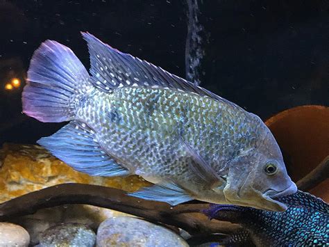 Tilapia Fish: Characteristics, types, breeding and more....