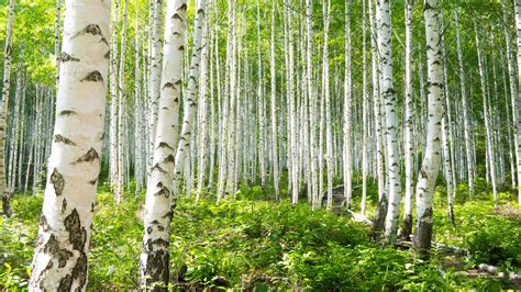 Birch Tree Care & Growing Tips | Horticulture.co.uk