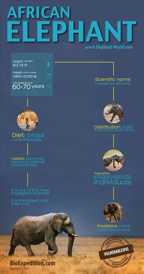 AFRICAN ELEPHANT INFOGRAPHIC | Mammals | African elephant, African ...