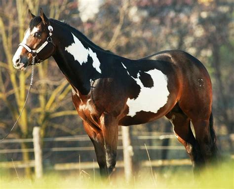 49+ Paint horse images ideas | horsestabledesigns