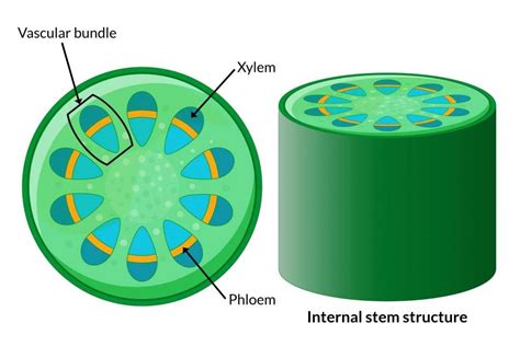 Xylem and Phloem | GCSE Biology Revision