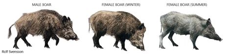 Wild Hogs Vs Pigs - How Are They Different? : Hunting heart