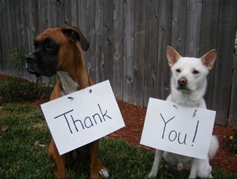 Ten Photos of Dogs Saying Thank You for My Blogaversary