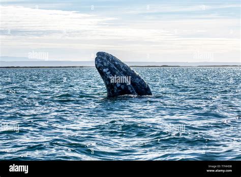 Gray whale / Gray Whale (Eschrichtius robustus) on their migratory ...