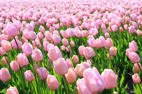 Pink tulips Free Photo Download | FreeImages