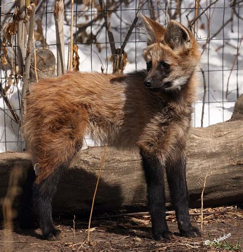 Cathy Sheeter Fine Art: maned wolf puppies at Denver zoo