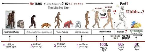 Time line of the evolution of man | Human evolution, Evolution, History ...