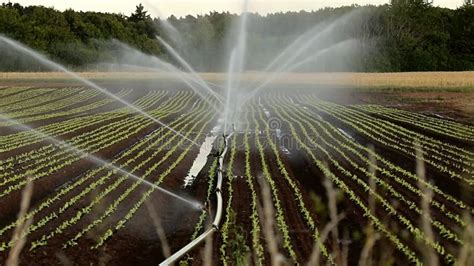 Irrigation Sprinkler Systems Work in the Vegetable Field Stock Video ...