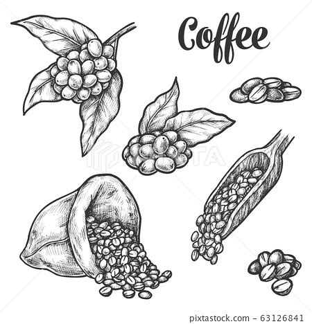 Coffee beans, coffee tree plant sketch elements - Stock Illustration ...