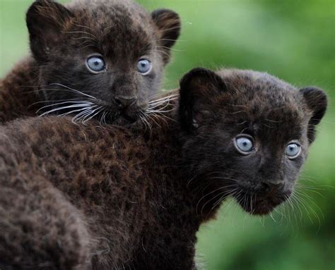 🔥 Black Panther Cubs : NatureIsFuckingLit