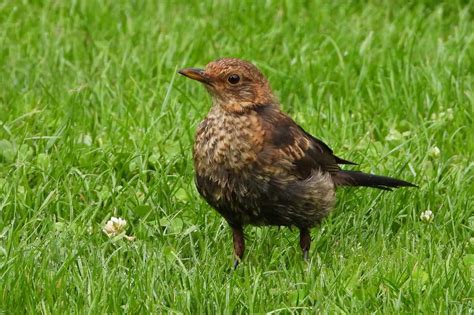 Female Blackbirds - Identification, Facts (Complete Guide) - Birds Fact