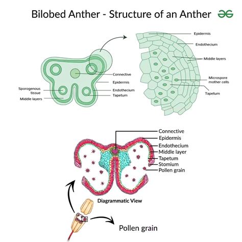 Bilobed Anther - Diagram and Structure of an Anther - GeeksforGeeks