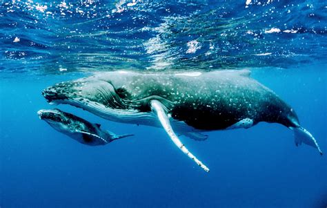 Humpback whale reproduction is linked to krill abundance - Earth.com