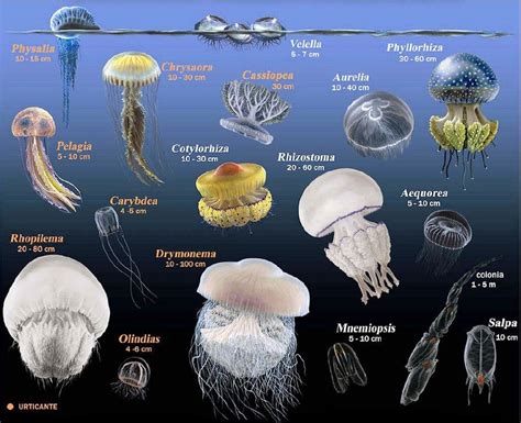 Species Of Jellyfish