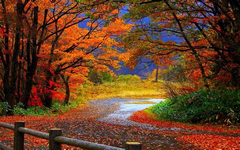 Colorful Fall Wallpapers on WallpaperDog