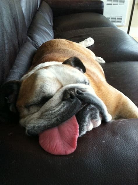 English Bulldog sleep in 2020 | Cute animals, Sleeping dogs, Cute dogs