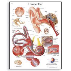 Ear Muscles Diagram - Blogger Lagi