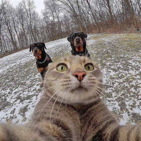 Cat Selfie | Cat selfie, Cute animals, Cute cats