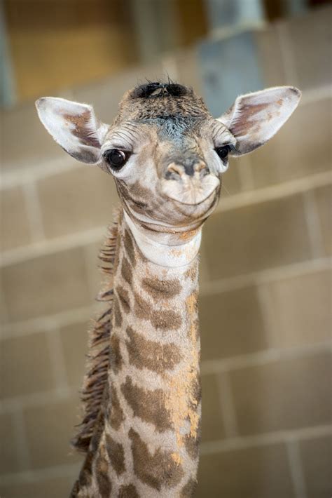 Male giraffe and two calves | fresh, teeny-tiny giraffe at the Houston ...