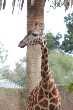 Adelaide Zoo - 2020 All You Need to Know BEFORE You Go (with Photos ...