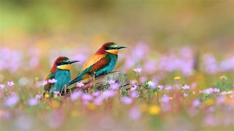 Spring Flowers And Birds- WallpaperUse