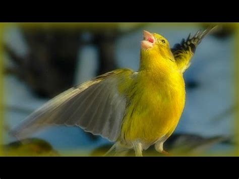 Canary Singing - 1 Hour - YouTube