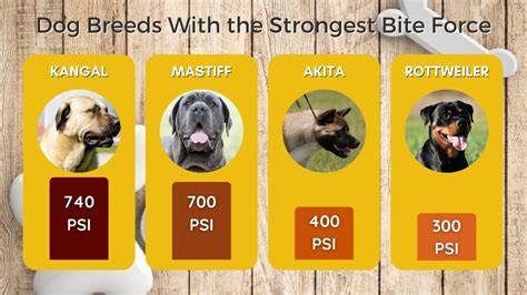 What Dog Breeds Have the Strongest Bite?