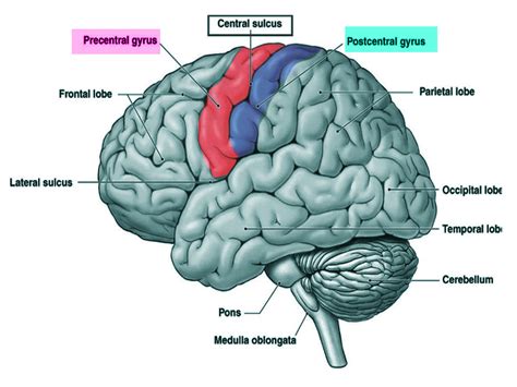 [Figure, Post and pre central gyrus] - StatPearls - NCBI Bookshelf