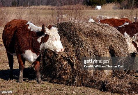 Jersey Cattle Photos and Premium High Res Pictures - Getty Images