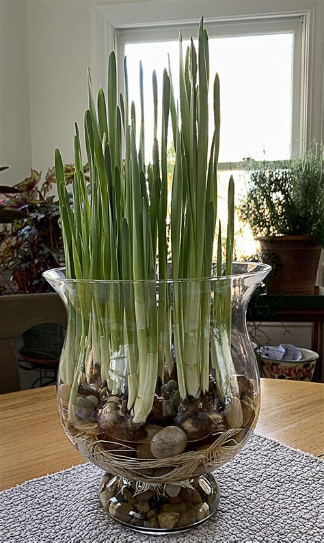 Paperwhites! Growing Narcissus Indoors. - Hyannis Country Garden