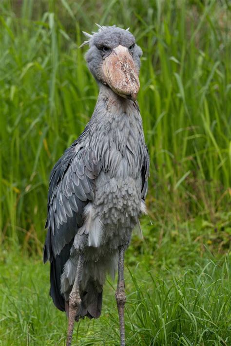 Shoebill Stork : r/oddlyterrifying