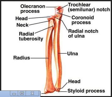 styloid process of radius | Styloid process of radius | nasm | Anatomy ...