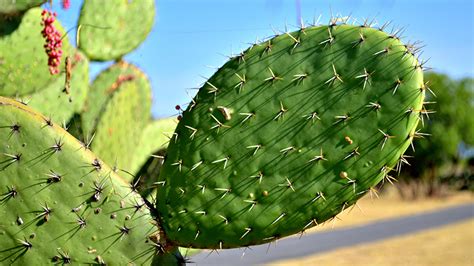 World’s first cactus-powered plant opens in Mexico