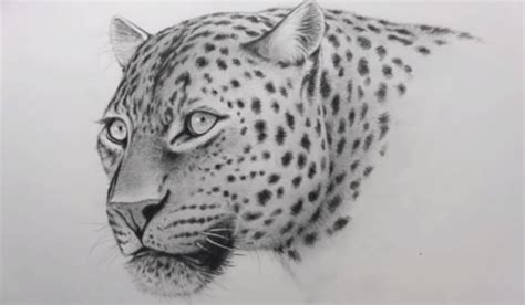 How to draw a leopard face for beginners || Pencil sketch - https ...