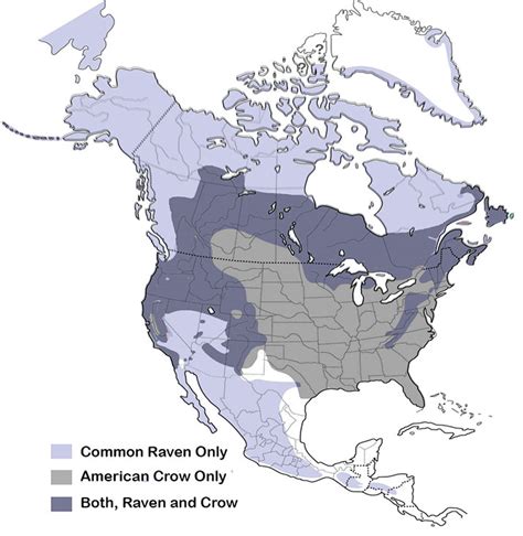 Differences Between an American Crow and a Common Raven (with Map ...