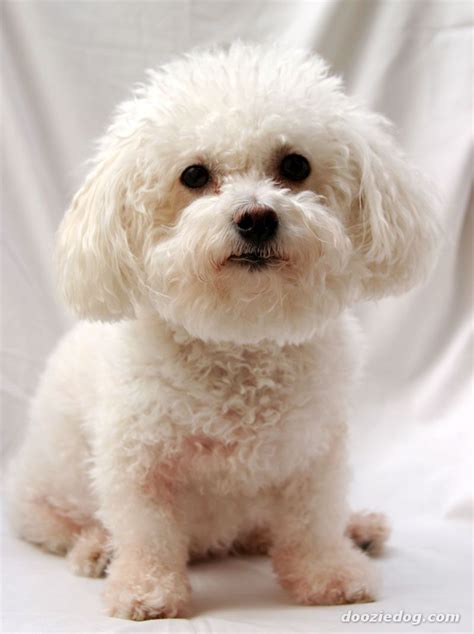 23+ Bichon Poodle Mix Puppies For Adoption - l2sanpiero