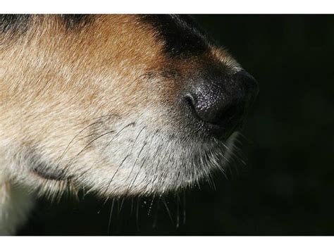 The Surprising Reasons Why Dogs Have Whiskers | Psychology Today